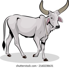 bull walks into the ground, Indian bull