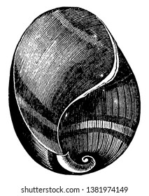 Bulla velum is very elegant and of a light brown color, vintage line drawing or engraving illustration.