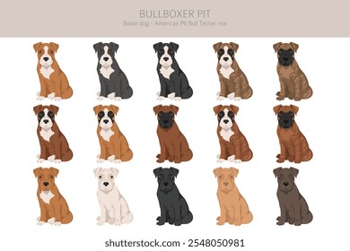 Clipart Bullboxer Pit. Boxer cão americano Pit bull terrier mix. Diferentes cores de casaco definido.  Ilustração vetorial