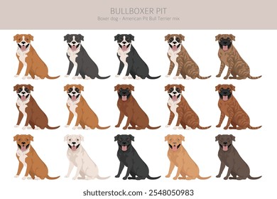 Clipart Bullboxer Pit. Boxer cão americano Pit bull terrier mix. Diferentes cores de casaco definido.  Ilustração vetorial