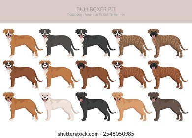 Clipart Bullboxer Pit. Boxer cão americano Pit bull terrier mix. Diferentes cores de casaco definido.  Ilustração vetorial