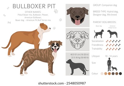 Clipart Bullboxer Pit. Boxer cão americano Pit bull terrier mix. Diferentes cores de casaco definido.  Ilustração vetorial