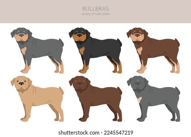 Bullbras clipart. All coat colors set.  All dog breeds characteristics infographic. Vector illustration