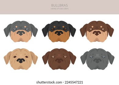 Bullbras clipart. All coat colors set.  All dog breeds characteristics infographic. Vector illustration