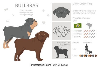 Bullbras clipart. All coat colors set.  All dog breeds characteristics infographic. Vector illustration