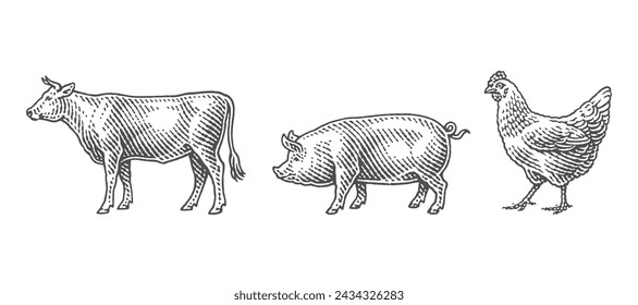 Bull.Chicken. Pig. Hand drawn engraving style illustrations.	