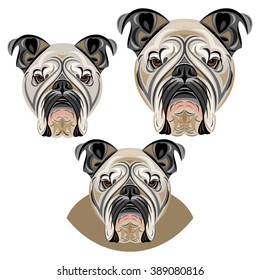 Bulldog