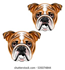 Bulldog