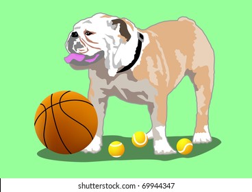 Bulldog