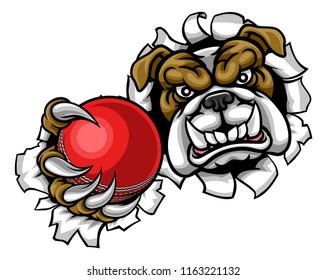 A bulldog angry animal sports mascot holding a cricket ball and breaking through the background with its claws