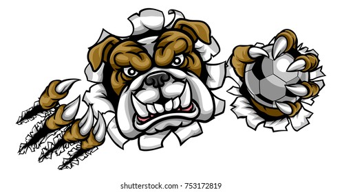 A bulldog angry animal sports mascot holding a soccer football ball and breaking through the background with its claws
