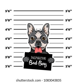 Bulldog Bad boy. Dog prison. Police mugshot background. Bulldog criminal. Arrested dog. Vector illustration.