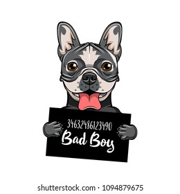 Bulldog Bad boy. Dog prison. Arrest photo. Police mugshot background. Bulldog dog criminal. Arrested dog. Vector illustration.