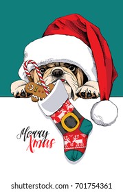 Bulldog in a big Santa's cap with a Christmas sock and a sweet Gingerbread man and lollipop on a green background. Vector illustration.