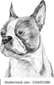 bulldog black and white portrait sketch vector