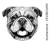 Bulldog. Black-and-white, graphic portrait of an English bulldog in a sketch style. Digital vector graphics.