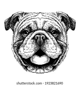 Bulldog. Black-and-white, graphic portrait of an English bulldog in a sketch style. Digital vector graphics.