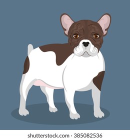 bulldog breed design 