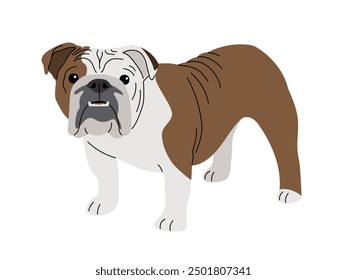 Bulldog breed dog on a white background authors work