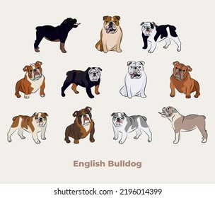 Bulldog breed, dog pedigree drawing. Cute dog characters in various pose, designs for prints, adorable and cute English Bulldog cartoon vector set, in different poses. Flat cartoon style.