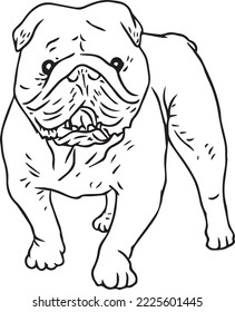 bulldog breed English bull dog 