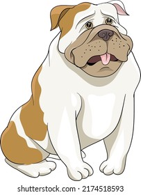 Bulldog bullmastiff sitting drawing vector illustration dog