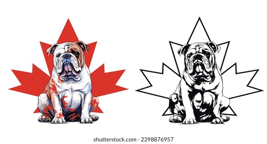 A bulldog in canada day.Illustration of T-shirt design graphic.	
