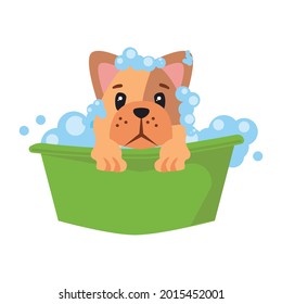 bulldog cartoon bathing on white background