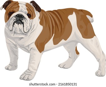 Bulldog clipart. Bulldog vector graphic on transparent background, dog vector