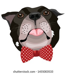 Bulldog Closeup Portrait With Bow Tie