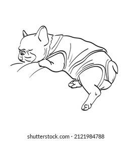 bulldog with cloth sleeping illustration vector hand drawn isolated on white background line art.