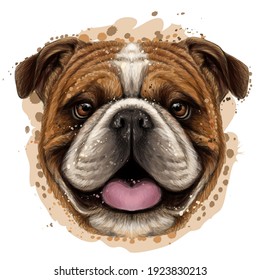 Bulldog. Color, graphic portrait of an English bulldog in watercolor style on a white background. Separate layers. Digital vector graphics.