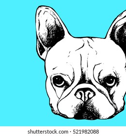 bulldog, dog, animal, french, vector, illustration, pet, breed, cute, drawing, puppy