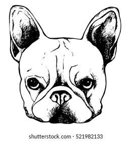 bulldog, dog, animal, french, vector, illustration, pet, breed, cute, drawing, puppy