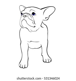 bulldog, dog, animal, french, vector, illustration, pet, breed, cute, drawing, puppy