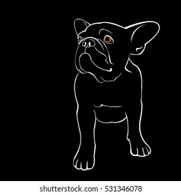 bulldog, dog, animal, french, vector, illustration, pet, breed, cute, drawing, puppy
