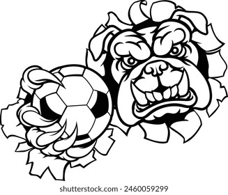 A bulldog dog animal sports mascot holding soccer football ball breaking through the background with its claws