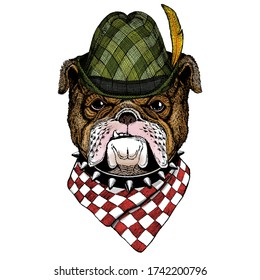 Bulldog, dog. Austrian bavarian tirol hat. Beer festival. Oktoberfest.