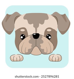 Bulldog dog face flat vector illustrtion. Bulldog dog icon