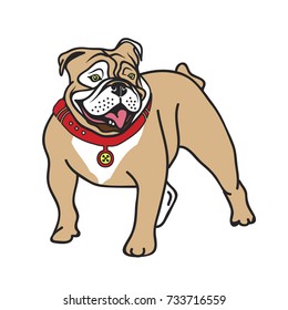 Bulldog. Dog illustration on a white background.
