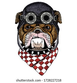 Bulldog, dog. Portrait of cute animal. Aviator flying leather helmet with googles.