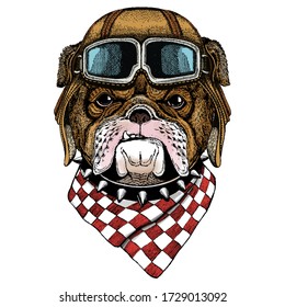 Bulldog, dog. Portrait of cute animal. Vintage aviator helmet with googles.