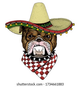 Bulldog, dog. Sombrero mexican hat. Portrait of cute animal.