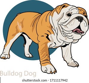 Bulldog Dog vector clipart
pedigree dog bulldog orange white