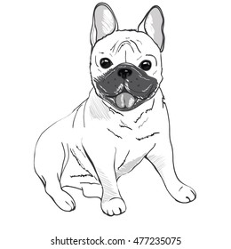 bulldog, dog - vector illustration