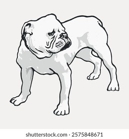 Bulldog dog vintage pet illustration. Black and white dog pet, domestic animal. Vintage art drawing illustration, old painting art print. Isolated vintage art illustration, vector element.