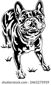 A bulldog dog is waiting for a ball to be thrown to him, the dog is playing on the grass. Vector outline illustration without background