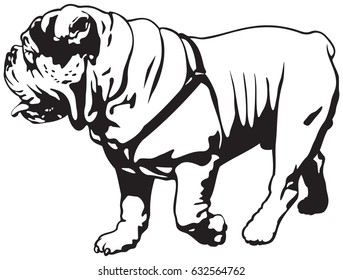 Bulldog, English Bulldog or British Bulldog dog breed vector illustration