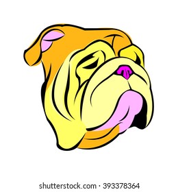 bulldog english dog breed portrait illustration face