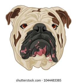 Bulldog face vector isolated